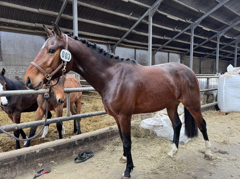 Tysk sporthäst Valack 3 år 160 cm Brun in Septfontaines