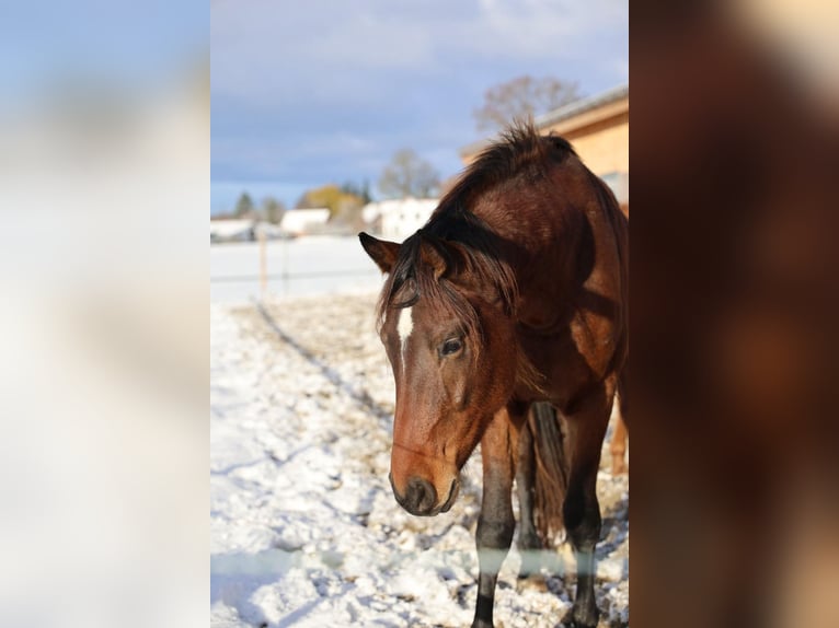 Tysk sporthäst Valack 3 år 163 cm Brun in Sigmarszell