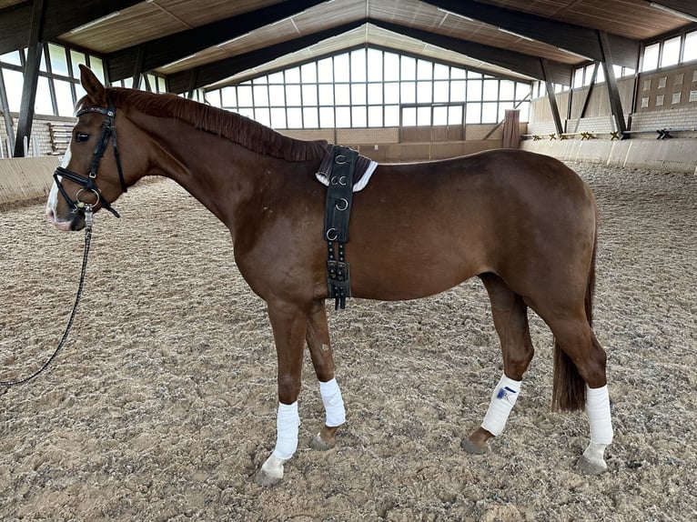 Tysk sporthäst Valack 3 år 164 cm fux in Heinersreuth