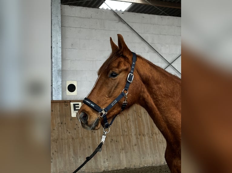 Tysk sporthäst Valack 3 år 165 cm fux in Michaelisbruch