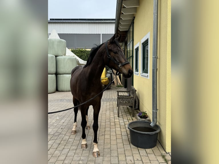 Tysk sporthäst Valack 3 år 165 cm Mörkbrun in Mömbris