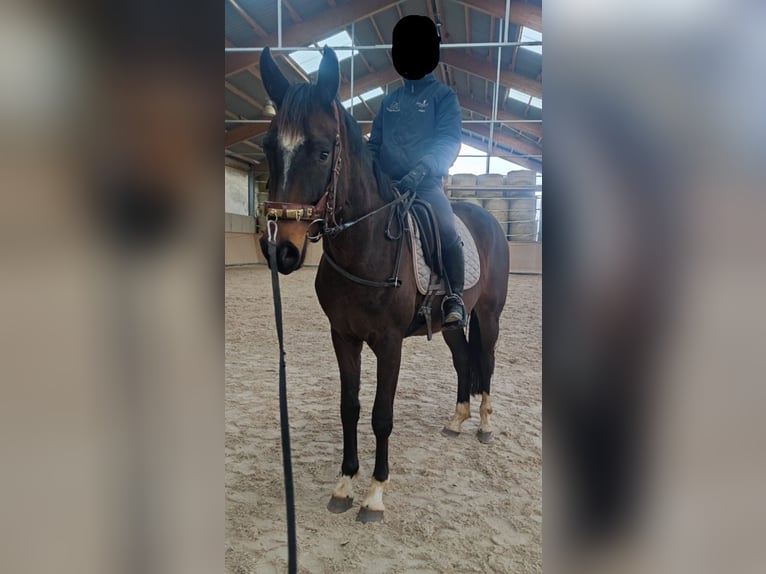 Tysk sporthäst Valack 3 år 165 cm Mörkbrun in Mömbris