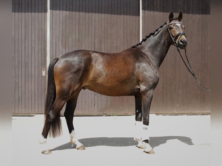 Tysk sporthäst Valack 3 år 167 cm Mörkbrun in Mömbris