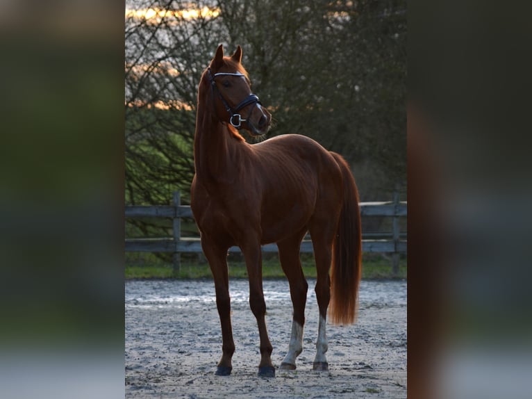 Tysk sporthäst Valack 3 år 170 cm fux in Kürten