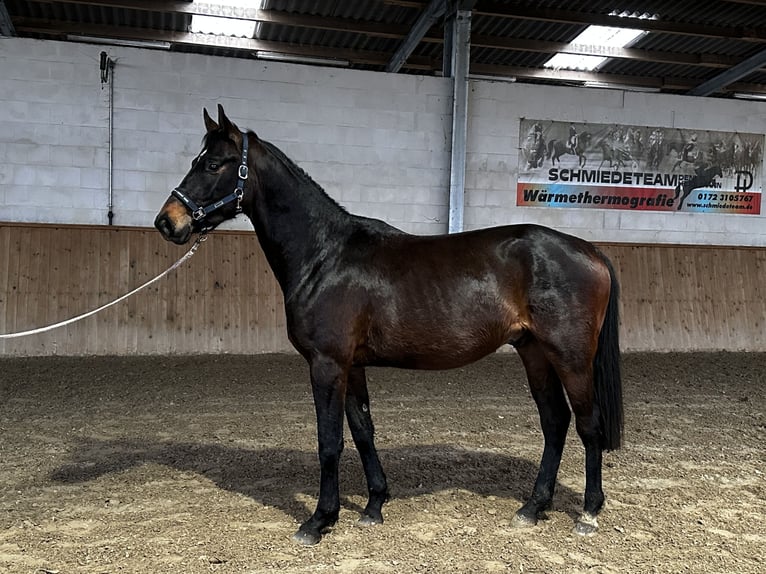 Tysk sporthäst Valack 3 år 170 cm Mörkbrun in Michaelisbruch