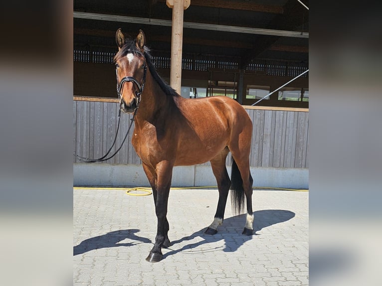Tysk sporthäst Valack 3 år 176 cm Brun in Neupotz