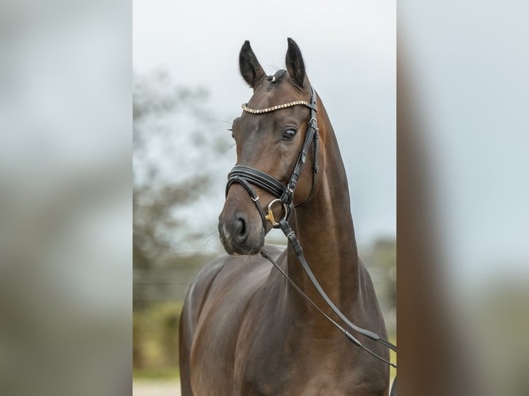 Tysk sporthäst Valack 4 år 162 cm Brun in Gomadingen