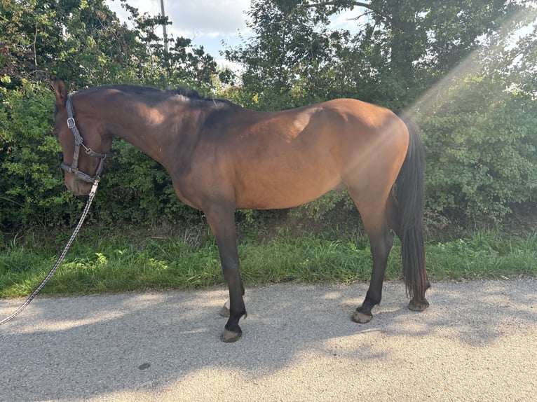 Tysk sporthäst Valack 4 år 163 cm Brun in Herrieden