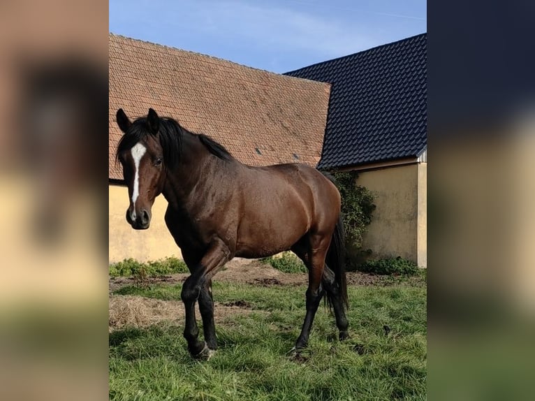 Tysk sporthäst Valack 4 år 165 cm Brun in Herrieden