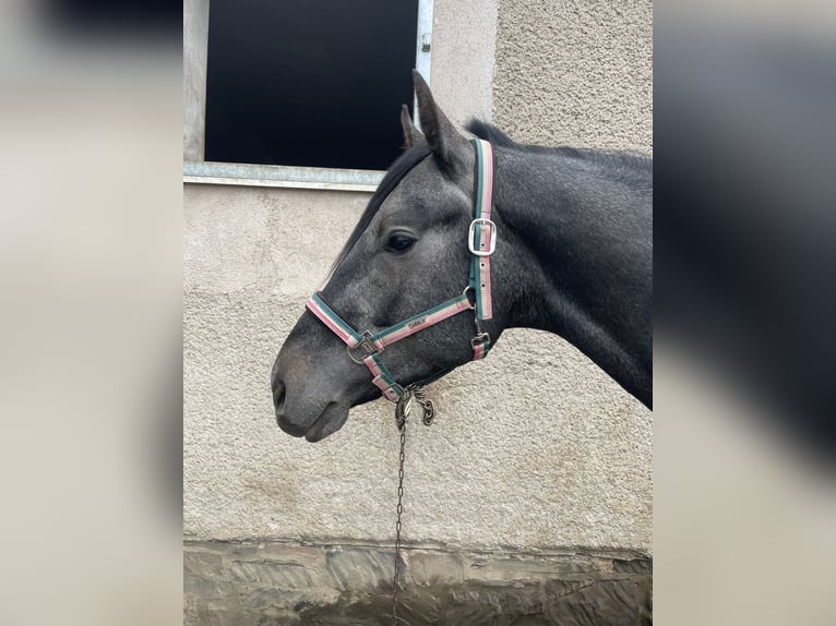 Tysk sporthäst Valack 4 år 165 cm Grå-mörk-brun in Grünbach