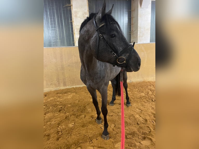 Tysk sporthäst Valack 4 år 165 cm Grå-mörk-brun in Grünbach