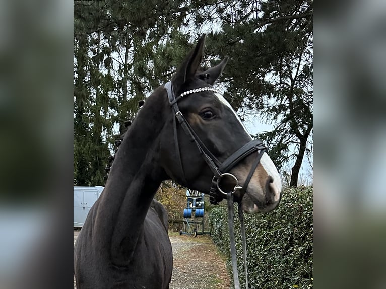 Tysk sporthäst Valack 4 år 167 cm Rökfärgad svart in Niederkassel