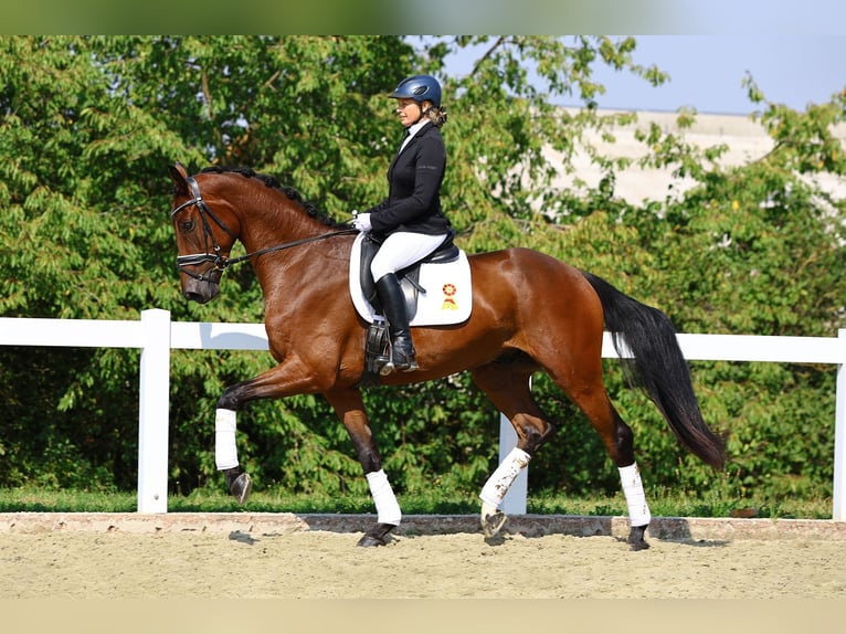 Tysk sporthäst Valack 4 år 168 cm Brun in Gomadingen