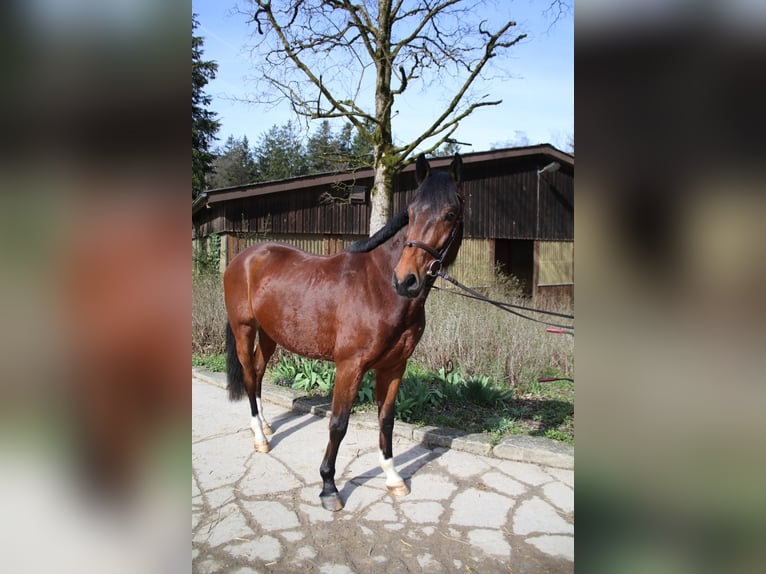 Tysk sporthäst Valack 4 år 168 cm Brun in Mainhardt