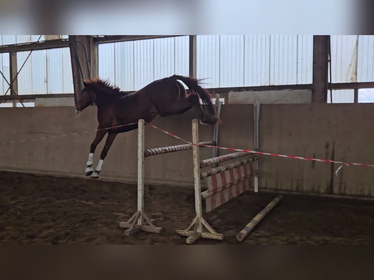 Tysk sporthäst Valack 4 år 168 cm fux in Zeulenroda Triebes