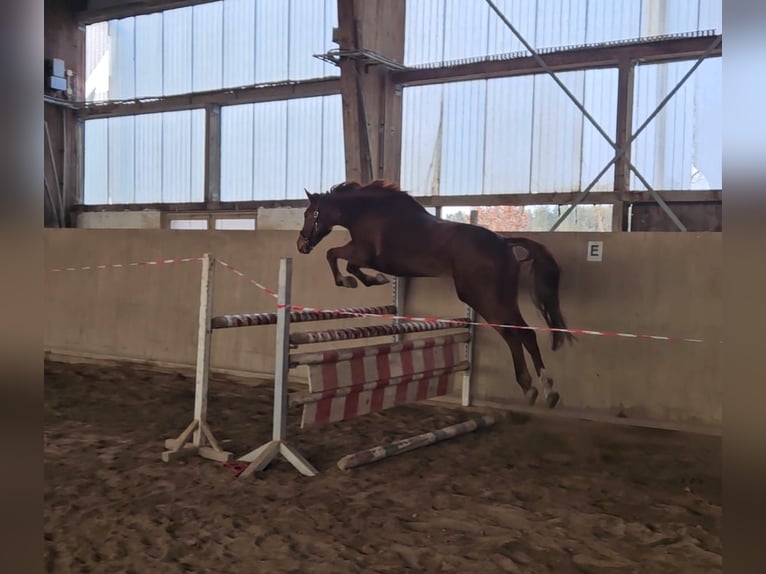 Tysk sporthäst Valack 4 år 168 cm fux in Zeulenroda Triebes