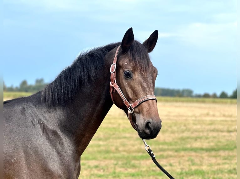Tysk sporthäst Valack 4 år 168 cm Rökfärgad svart in Kietz