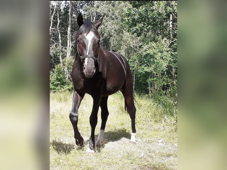 Tysk sporthäst Valack 4 år 169 cm Mörkbrun in Sinzheim
