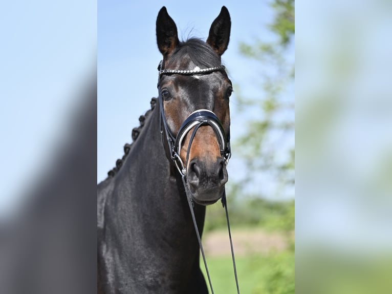Tysk sporthäst Valack 4 år 170 cm Mörkbrun in Rosenheim