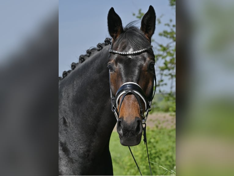 Tysk sporthäst Valack 4 år 170 cm Mörkbrun in Rosenheim