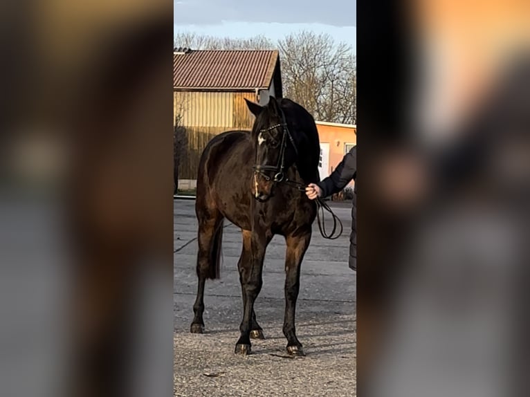 Tysk sporthäst Valack 4 år 172 cm Mörkbrun in WeberstedtBad Langensalza