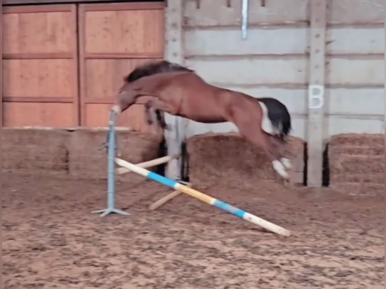 Tysk sporthäst Valack 4 år 174 cm Brun in Mixdorf