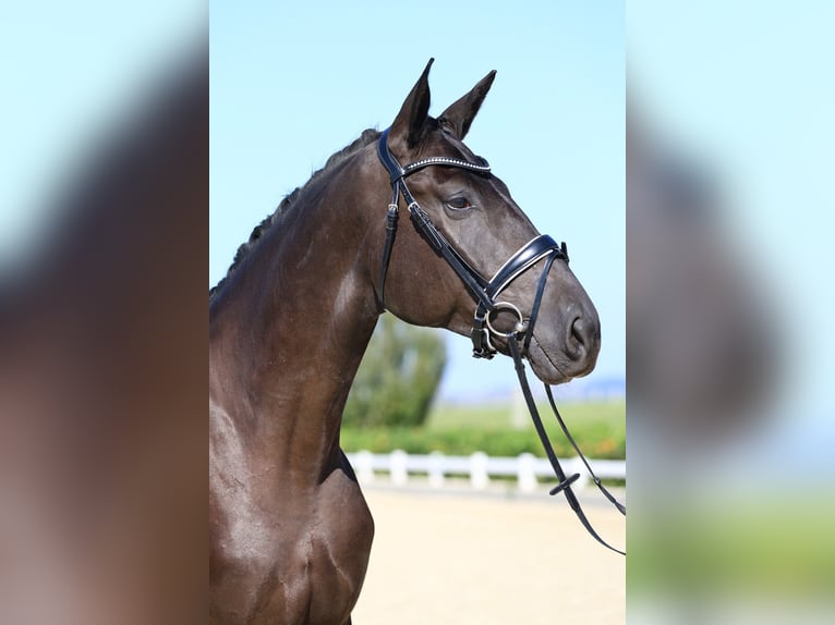 Tysk sporthäst Valack 4 år 175 cm Svart in Gomadingen