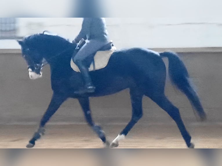 Tysk sporthäst Valack 5 år 166 cm Mörkbrun in Ringelsdorf