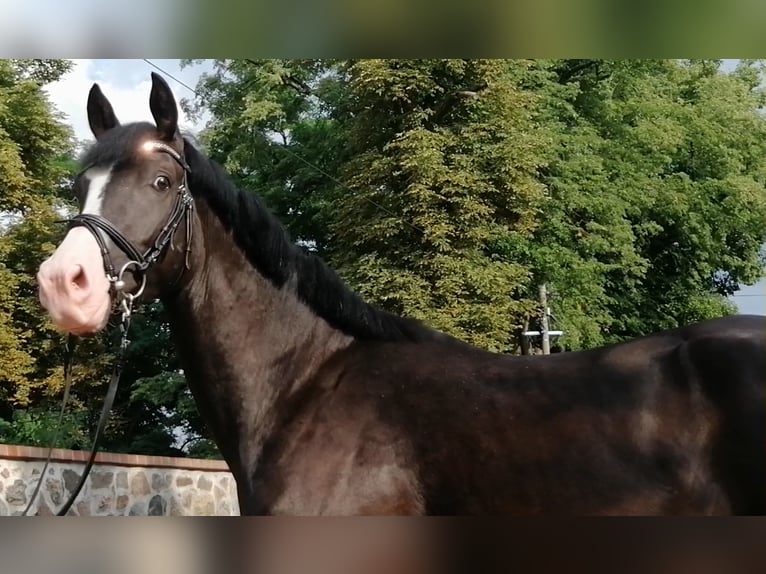 Tysk sporthäst Valack 5 år 166 cm Mörkbrun in Ringelsdorf