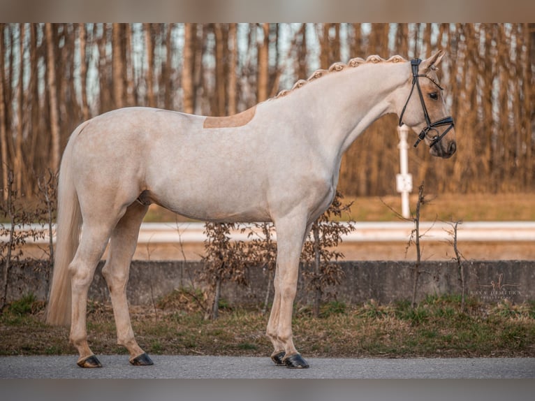 Tysk sporthäst Valack 5 år 166 cm Palomino in Wehringen