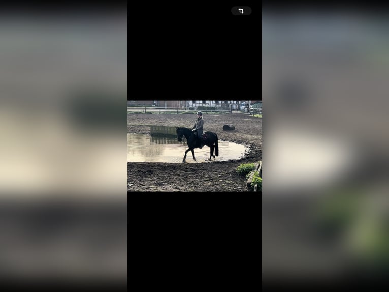 Tysk sporthäst Valack 5 år 166 cm Rökfärgad svart in Steinhagen