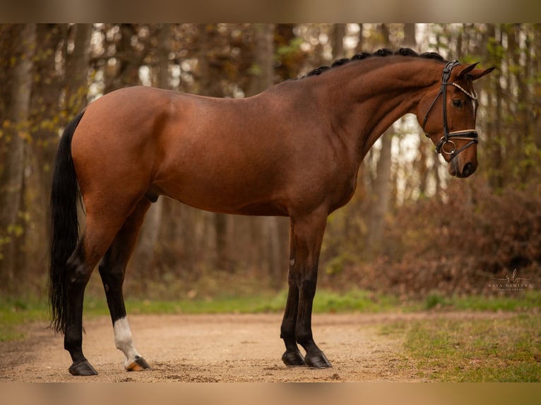 Tysk sporthäst Valack 5 år 167 cm Brun in Wehringen