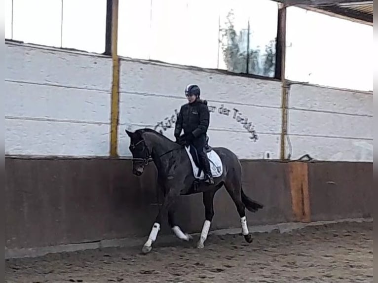 Tysk sporthäst Valack 5 år 168 cm Mörkbrun in Braunschweig