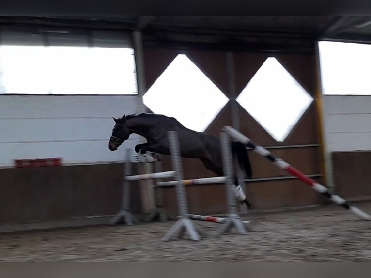 Tysk sporthäst Valack 5 år 168 cm Mörkbrun in Braunschweig