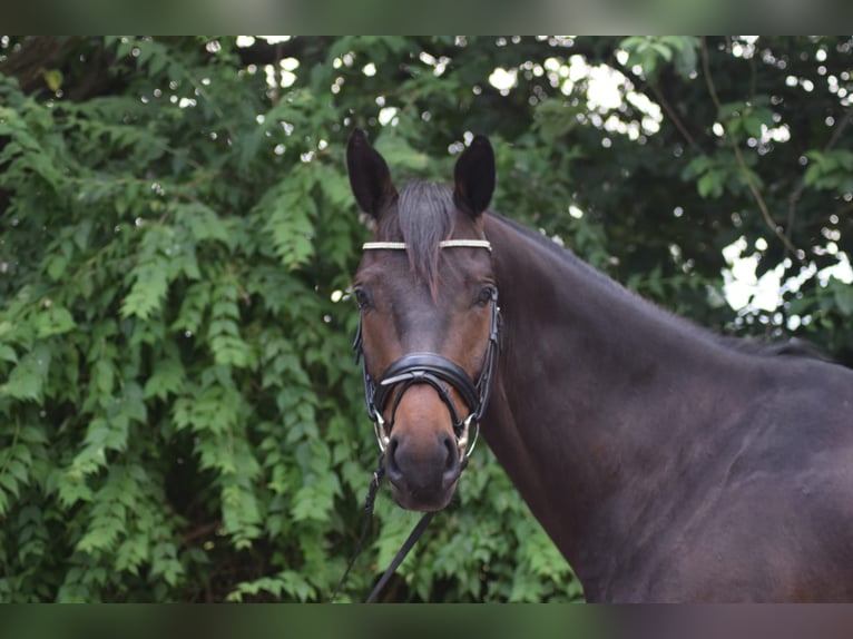 Tysk sporthäst Valack 5 år 168 cm Mörkbrun in Rohrlack