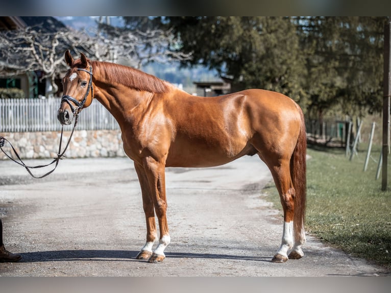 Tysk sporthäst Valack 5 år 170 cm fux in thalgau