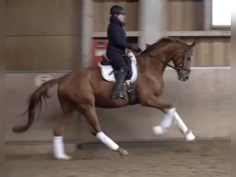 Tysk sporthäst Valack 5 år 170 cm fux in Gomadingen
