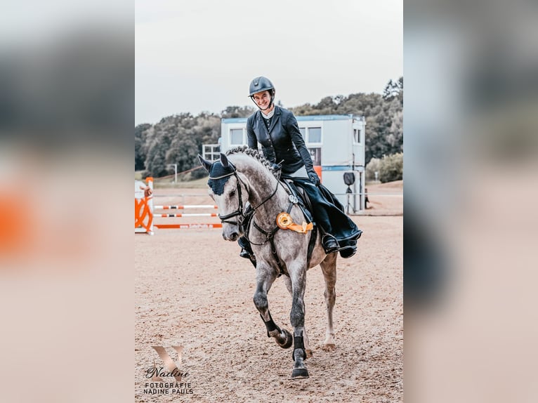 Tysk sporthäst Valack 5 år 170 cm Grå in Gerstetten