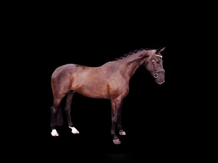 Tysk sporthäst Valack 5 år 170 cm Mörkbrun in Oberstadion