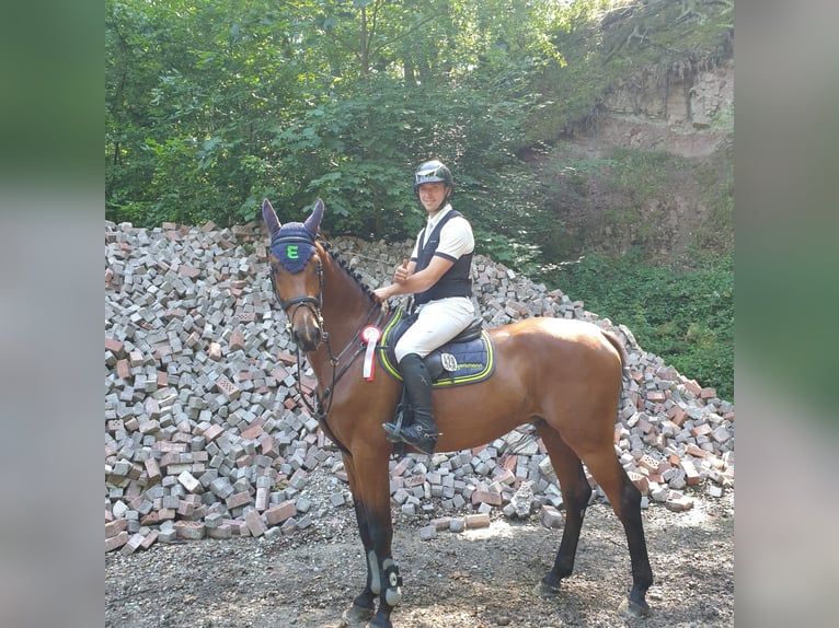Tysk sporthäst Valack 5 år 172 cm Brun in Porta Westfalica