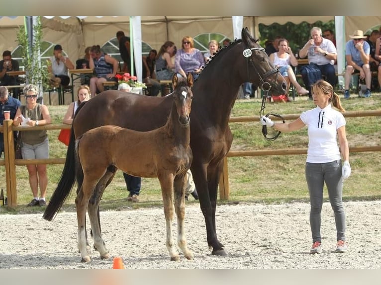 Tysk sporthäst Valack 5 år 173 cm Mörkbrun in Schwaan