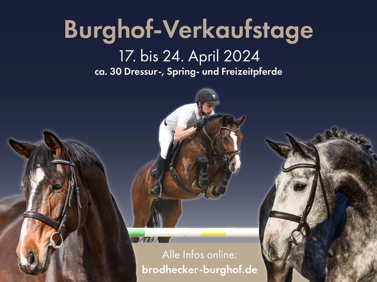 Tysk sporthäst Valack 5 år 174 cm Svart in Riedstadt