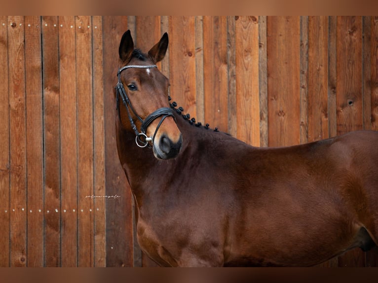 Tysk sporthäst Valack 5 år 175 cm Brun in Illertissen
