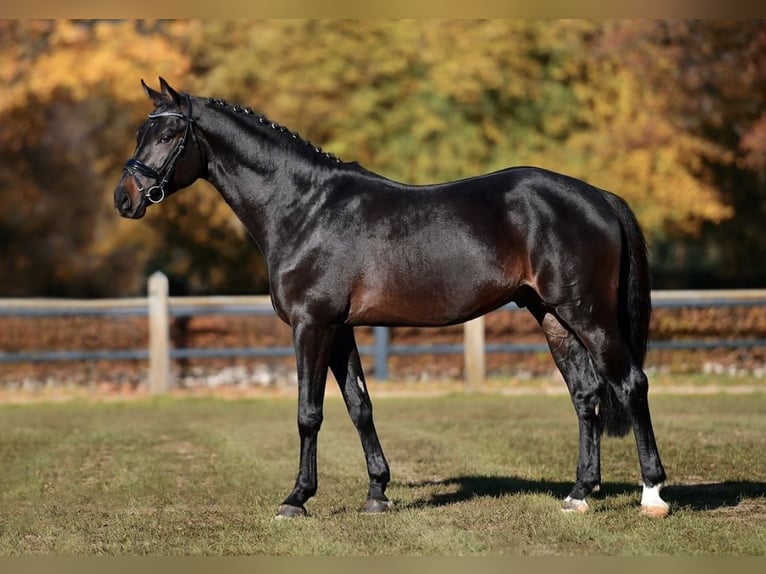 Tysk sporthäst Valack 6 år 165 cm Rökfärgad svart in Porta Westfalica