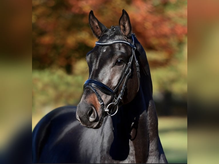 Tysk sporthäst Valack 6 år 165 cm Rökfärgad svart in Porta Westfalica