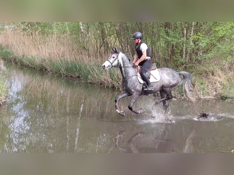 Tysk sporthäst Valack 6 år 166 cm Grå in Büttelborn