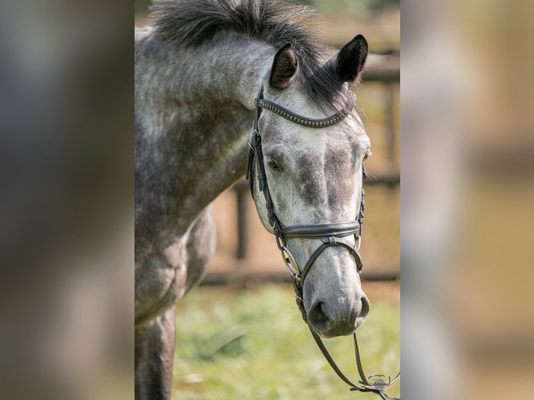 Tysk sporthäst Valack 6 år 166 cm Grå in Büttelborn