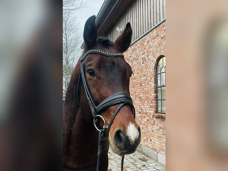 Tysk sporthäst Valack 6 år 168 cm Brun in Westerholz