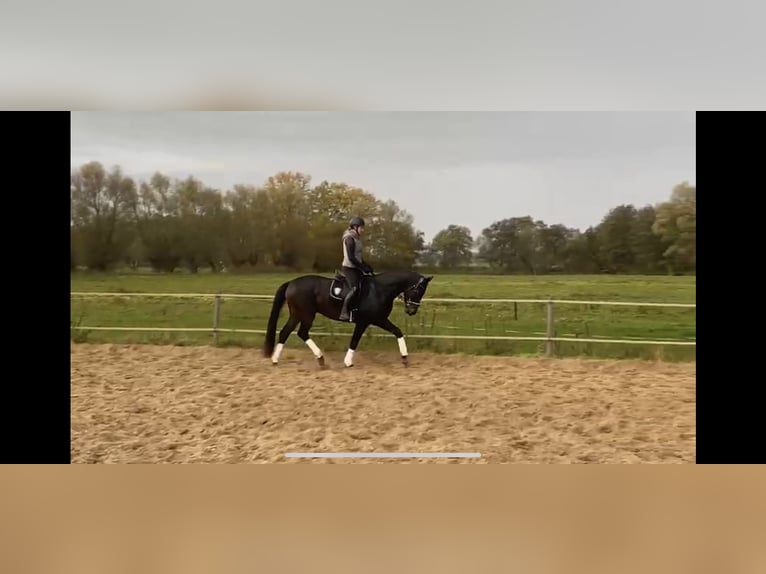 Tysk sporthäst Valack 6 år 168 cm Mörkbrun in Rohrlack