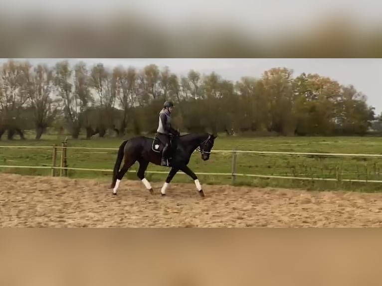 Tysk sporthäst Valack 6 år 168 cm Mörkbrun in Rohrlack